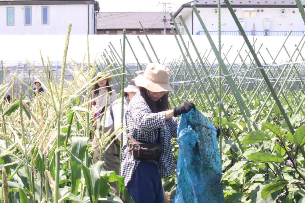 6月畑のオープンキャンパス＆「夏野菜フェス2026」 – 冨澤ファーム